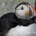 puffin_atlantic_msi_h_1626_can1247.jpg
